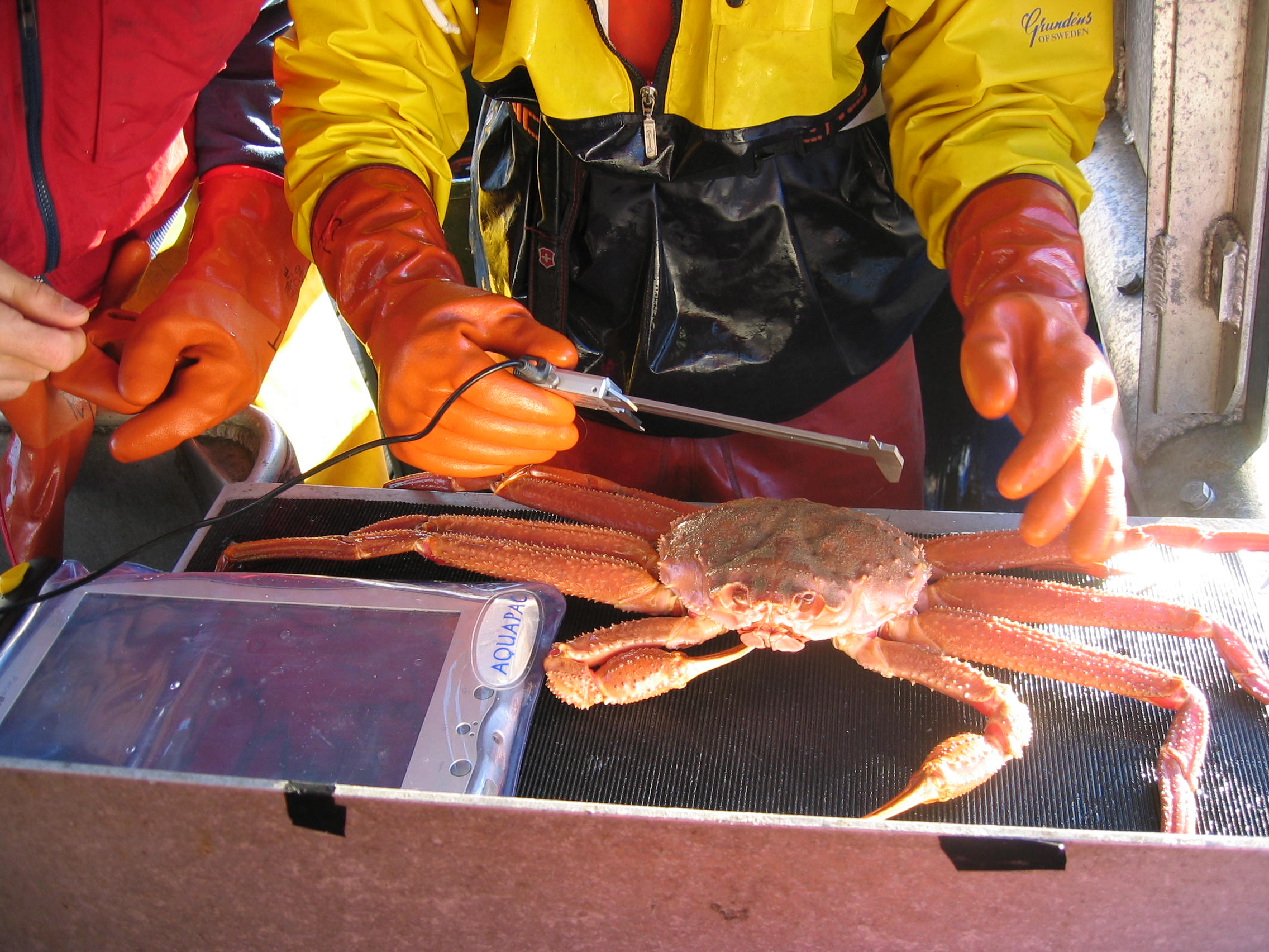 Testing Mobile Capture of King Crab Measurements